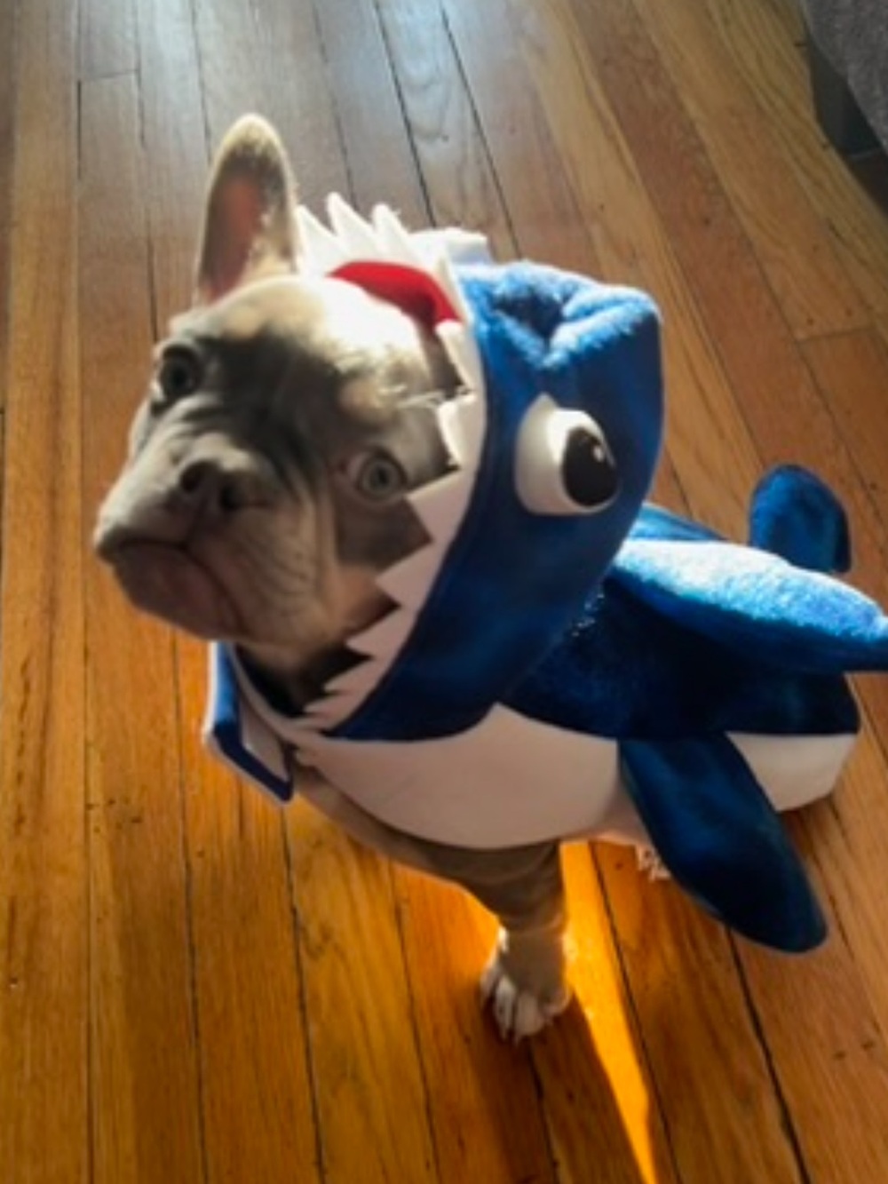 Blue Shark Dog Costume Hoodie - Pet Dress Up